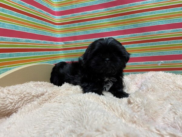 Shih Tzu DOG Male blk, wh mkgs 5268 Petland San Antonio, TX