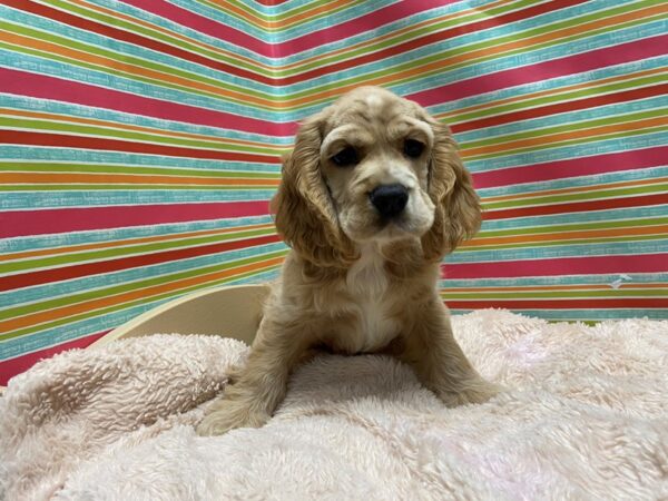 Cocker Spaniel DOG Male cr, wh 5270 Petland San Antonio, TX