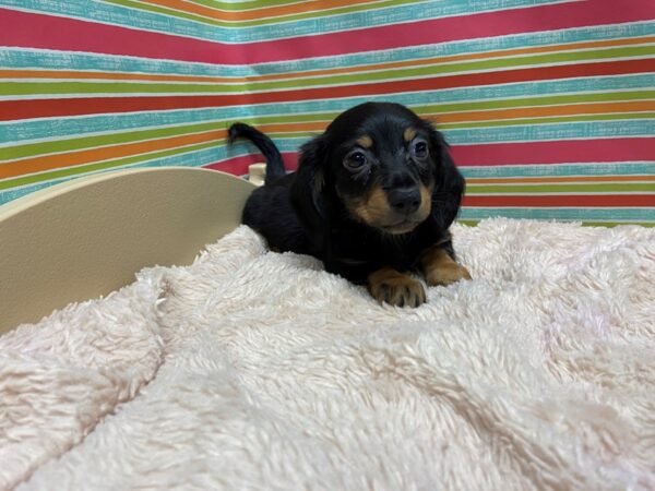 Dachshund DOG Male blk & tn 5271 Petland San Antonio, TX