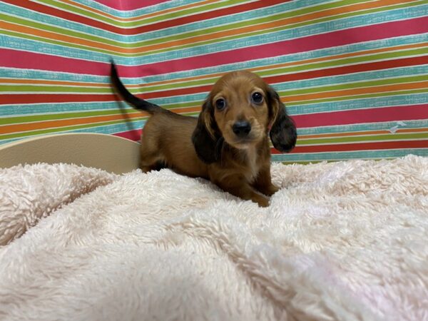 Dachshund-DOG-Male-rd-5272-Petland San Antonio, TX