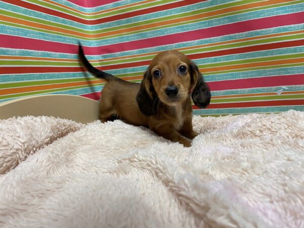 Dachshund DOG Male rd 5272 Petland San Antonio, TX