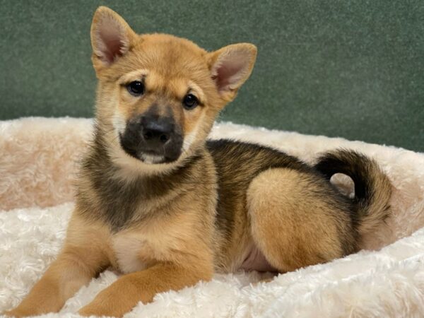 Shiba Inu DOG Male Red Sesame & White 8368 Petland San Antonio, TX