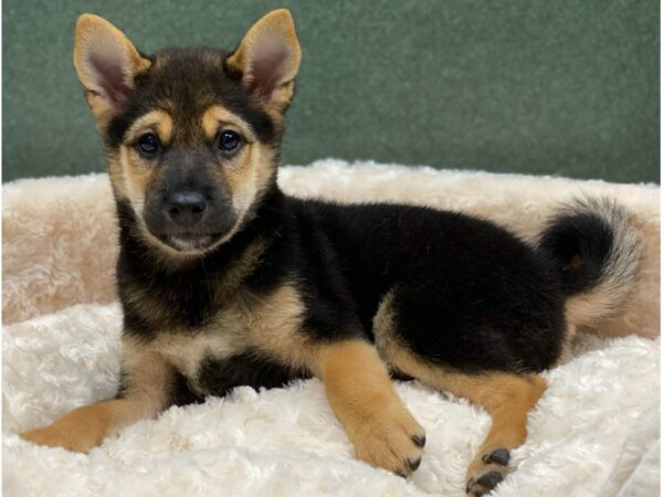 Shiba Inu DOG Male Black White & Tan 8369 Petland San Antonio, TX