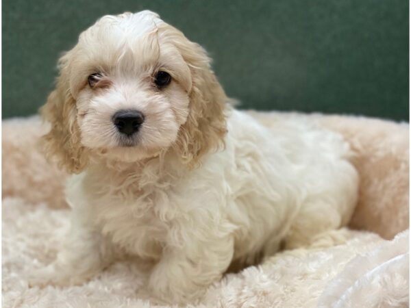 Cocker Spaniel DOG Male White Buff 8371 Petland San Antonio, TX