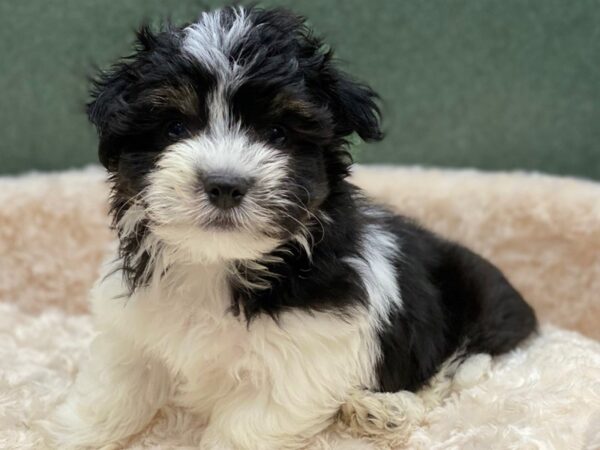 Havanese DOG Male Black & White 8372 Petland San Antonio, TX