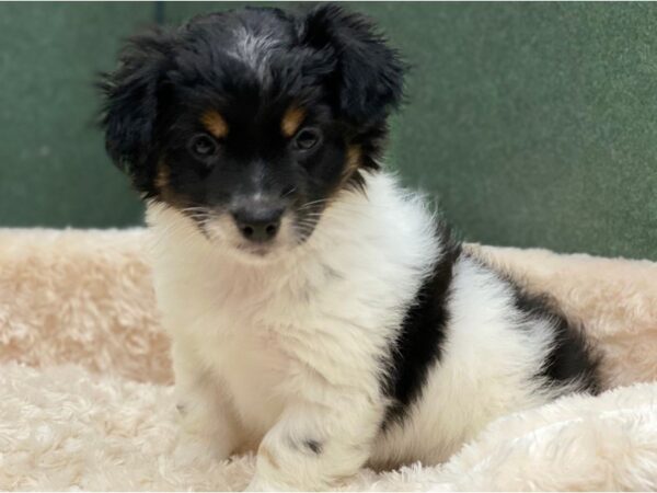 Havanese DOG Male Black White & Tan 8373 Petland San Antonio, TX