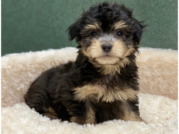 Havanese-DOG-Male-Black & Tan-8374-Petland San Antonio, TX