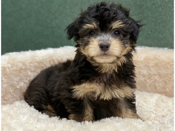 Havanese DOG Male Black & Tan 8374 Petland San Antonio, TX