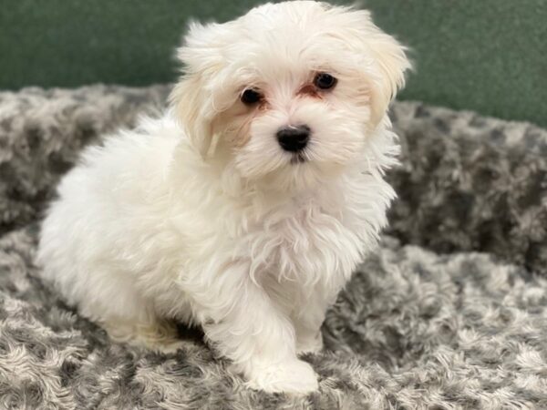 Maltese DOG Male White 8375 Petland San Antonio, TX