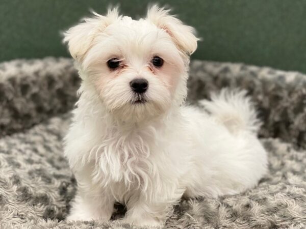 Maltese DOG Male White 8376 Petland San Antonio, TX