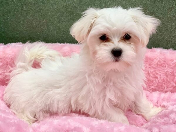 Maltese-DOG-Female-White-8377-Petland San Antonio, TX