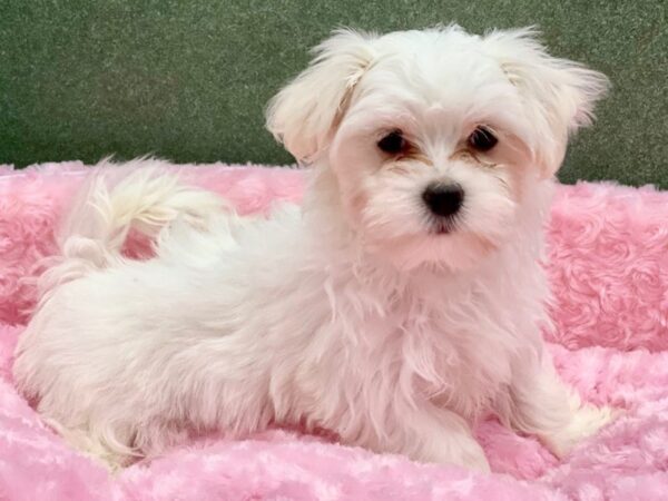 Maltese DOG Female White 8377 Petland San Antonio, TX