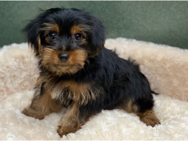 Yorkshire Terrier DOG Male Black & Tan 8379 Petland San Antonio, TX