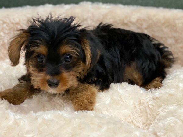 Yorkshire Terrier DOG Male Black & Tan 8380 Petland San Antonio, TX