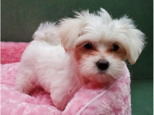 Maltese DOG Female White 8378 Petland San Antonio, TX