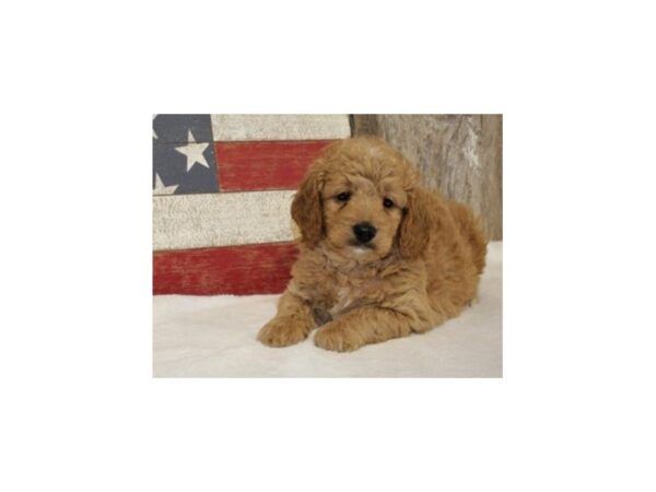 Miniature Goldendoodle DOG Male Golden 8367 Petland San Antonio, TX