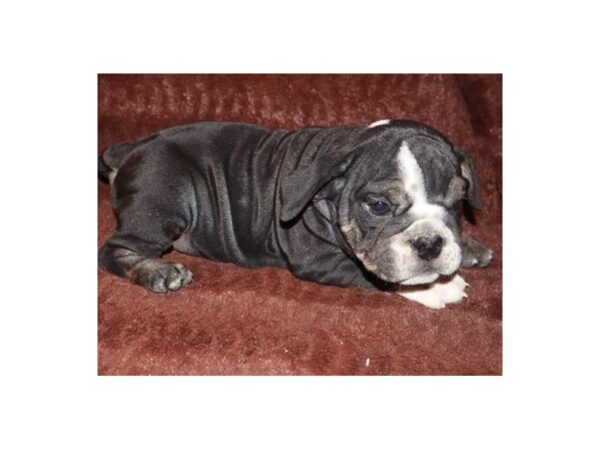 English Bulldog DOG Female Black Tan & White 8370 Petland San Antonio, TX