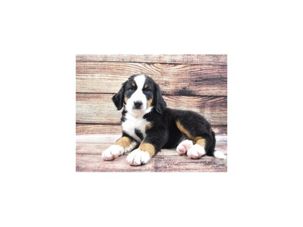 Bernese Mountain Dog DOG Male Black Rust and White 5273 Petland San Antonio, TX