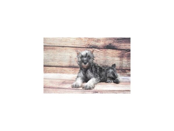 Miniature Schnauzer DOG Male Salt and Pepper 5277 Petland San Antonio, TX