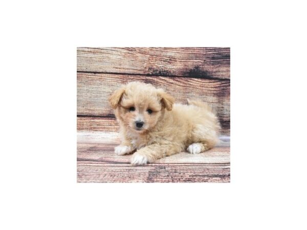 Pom-A-Poo-DOG-Female-Fawn-5278-Petland San Antonio, TX