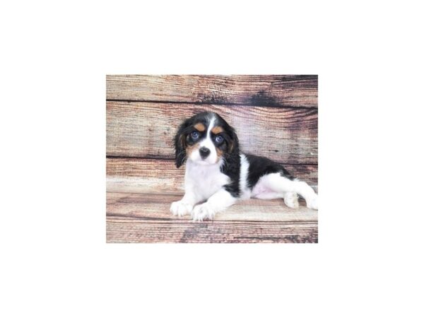 Cavalier King Charles Spaniel DOG Female Black and White 5276 Petland San Antonio, TX