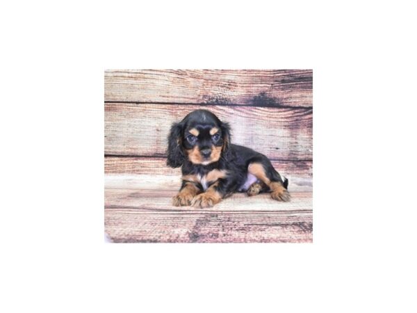 Cavalier King Charles Spaniel-DOG-Male-Black and Tan-5275-Petland San Antonio, TX