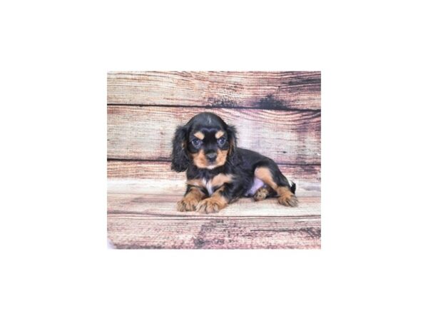 Cavalier King Charles Spaniel DOG Male Black and Tan 5275 Petland San Antonio, TX