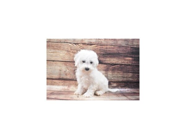 Bichon Frise DOG Male White 5274 Petland San Antonio, TX