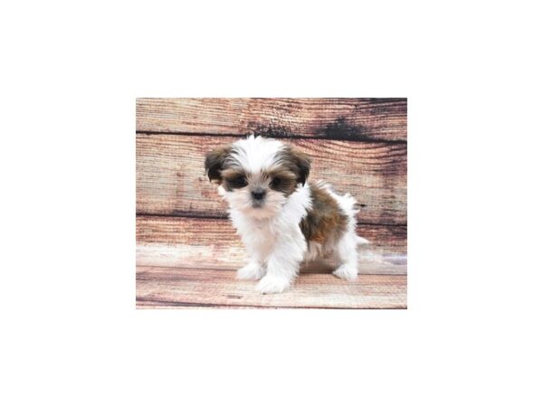 Shih Tzu DOG Male Gold and White 5281 Petland San Antonio, TX