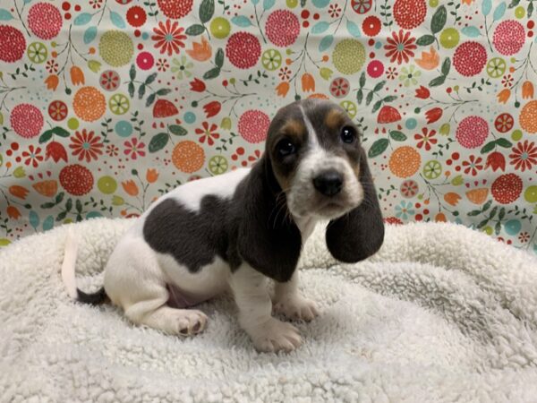 Basset Hound DOG Female bl 5282 Petland San Antonio, TX