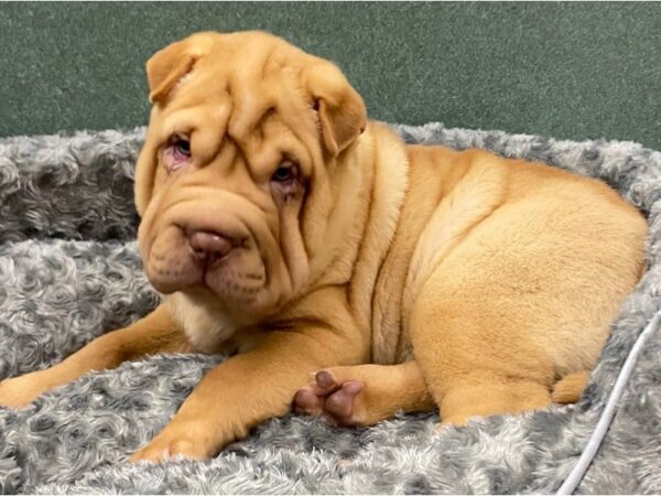 Shar Pei DOG Male Lite Red Fawn 8381 Petland San Antonio, TX