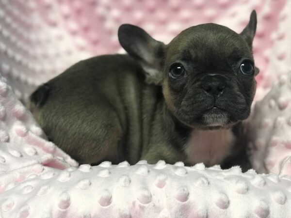 French Bulldog DOG Female Blue Fawn 5335 Petland San Antonio, TX