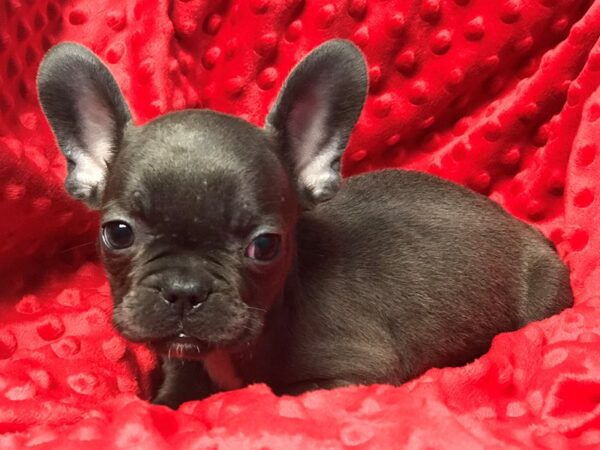 French Bulldog-DOG-Male-Blue-5336-Petland San Antonio, TX