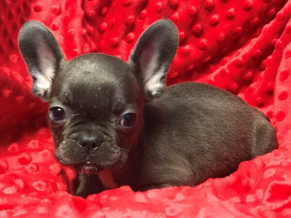 French Bulldog DOG Male Blue 5336 Petland San Antonio, TX