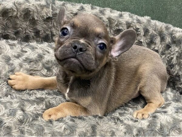 French Bulldog DOG Male Blue Fawn 8382 Petland San Antonio, TX