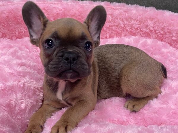 French Bulldog DOG Female Blue Fawn 8383 Petland San Antonio, TX