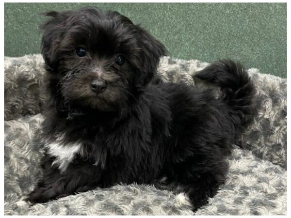 Havanese DOG Male Black & White 8384 Petland San Antonio, TX