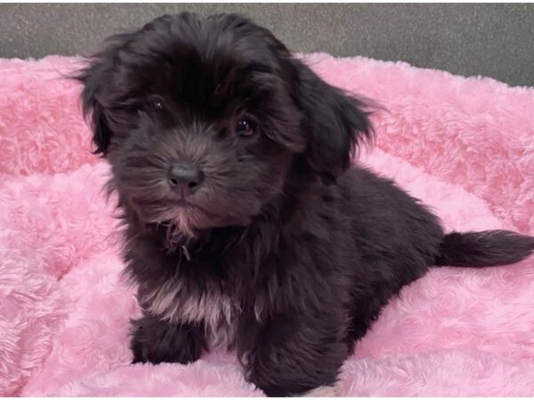 Havanese DOG Female Black & White 8385 Petland San Antonio, TX