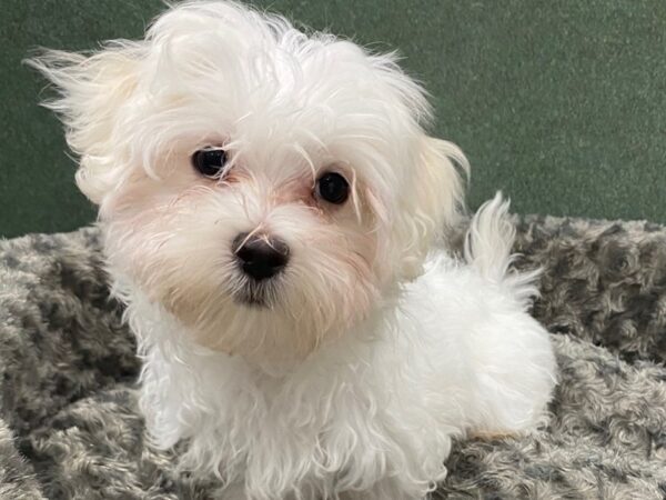 Maltese DOG Male White 8386 Petland San Antonio, TX