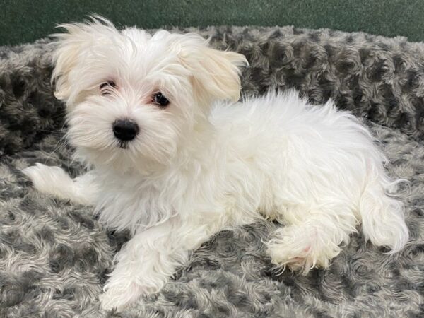 Maltese DOG Male White 8387 Petland San Antonio, TX