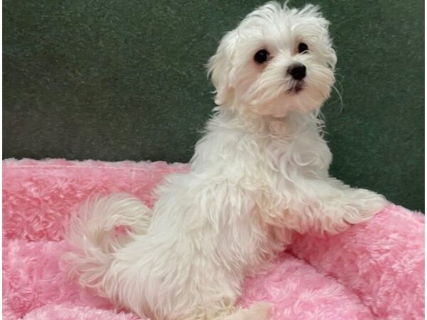 Maltese DOG Female White 8388 Petland San Antonio, TX