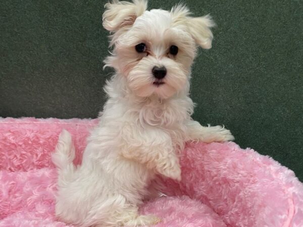 Maltese DOG Female White 8389 Petland San Antonio, TX