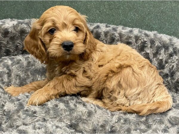 Cockapoo DOG Male Apricot 8390 Petland San Antonio, TX