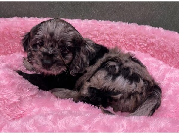 Cockapoo DOG Female Blue Merle 8391 Petland San Antonio, TX