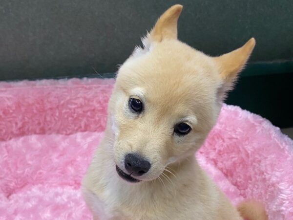 Shiba Inu DOG Female Cream 8392 Petland San Antonio, TX