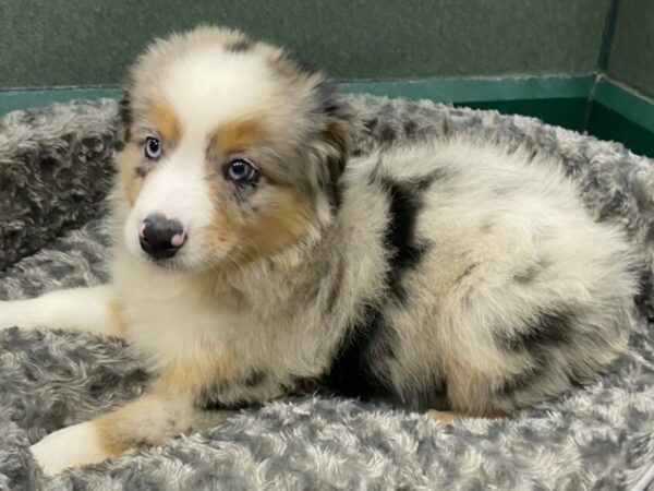 Miniature Australian Shepherd-DOG-Male-Blue Merle-8394-Petland San Antonio, TX