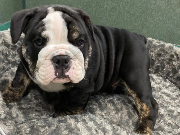 English Bulldog DOG Male Black White & Tan 8393 Petland San Antonio, TX