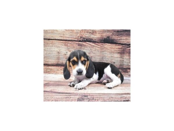 Beagle DOG Male Black White and Tan 5285 Petland San Antonio, TX