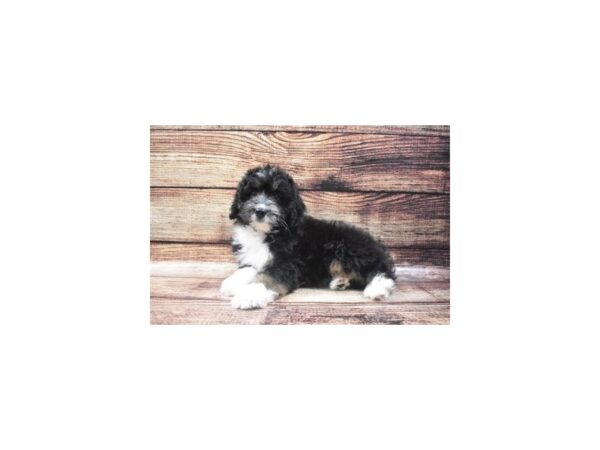 Aussiedoodle DOG Female Black Red and White 5284 Petland San Antonio, TX