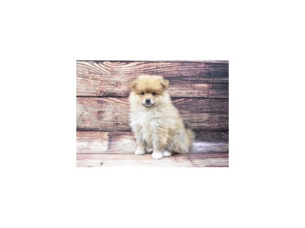 Pomeranian DOG Male Orange Sable 5288 Petland San Antonio, TX